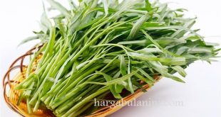 Harga Kangkung Per Ikat Terbaru