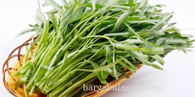 Harga Kangkung Per Ikat Terbaru