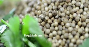 Harga Ketumbar Terbaru Saat Ini