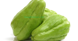 Harga Labu Siam Terbaru