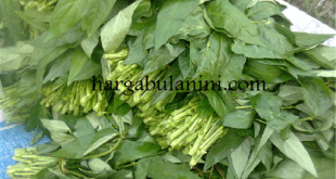 Harga Lembayung Terbaru