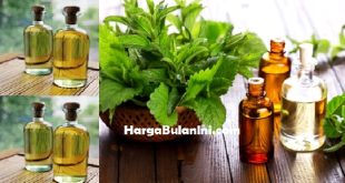 Harga Minyak Nilam Saat Ini