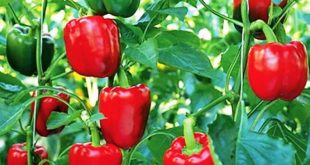 Harga Paprika Merah Dan Bubuk Paprika Per KG Terbaru Bulan Ini