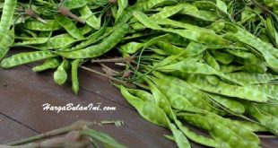 Harga Pete Terbaru