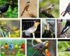 Update Daftar Harga Burung Kicau Terbaru Bulan Ini Di Pasaran Indonesia