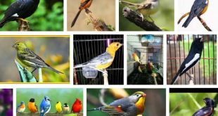 Update Daftar Harga Burung Kicau Terbaru Bulan Ini Di Pasaran Indonesia