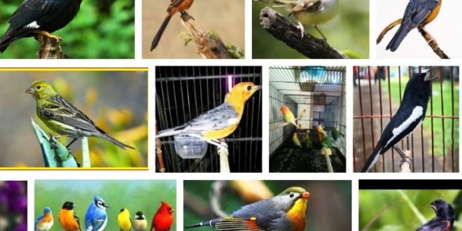 Update Daftar Harga Burung Kicau Terbaru Bulan Ini Di Pasaran Indonesia