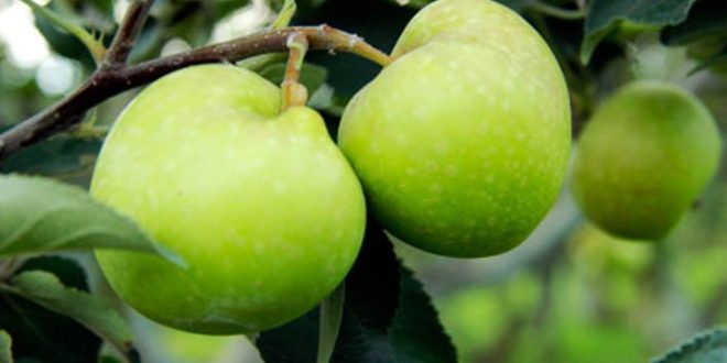 Update Harga Apel Per Kg Terbaru Bulan Ini di Pasaran Indonesia