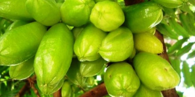 Update Harga Belimbing Wuluh Per Kg Terbaru Bulan Ini