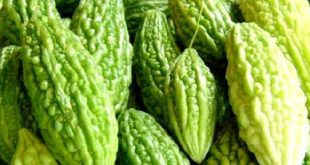 Update Harga Pare Per Kg Terbaru Bulan Ini