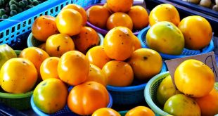Update Harga Terung Per Kilo Terbaru Bulan Ini