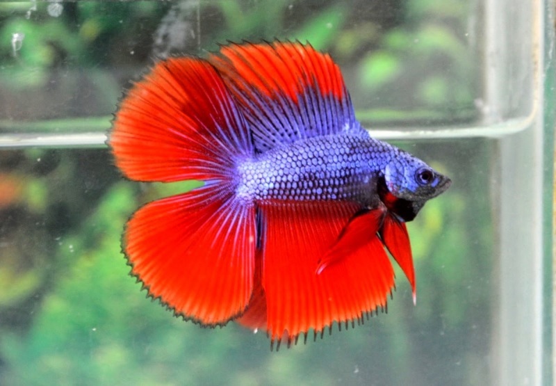 4Cagak (double tail)