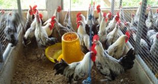 Daftar Harga Ayam Arab Dan Bibit Ayam Arab Terbaru