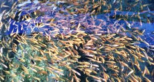 Daftar Harga Bibit Ikan Mas Per Ekor Terbaru