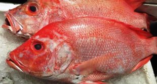 Daftar Harga Ikan Kakap Per Kg Terbaru