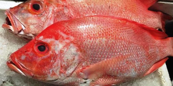 Daftar Harga Ikan Kakap Per Kg Terbaru