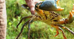 Daftar Harga Kepiting Bakau Per Kg Terbaru
