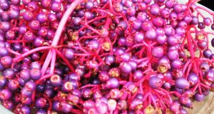 Harga Buah Parijoto Terbaru Bulan Ini