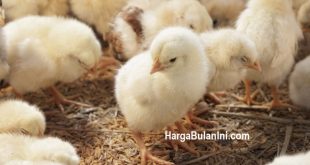 Harga DOC Ayam Potong Terbaru, Price Bibit Saat Ini