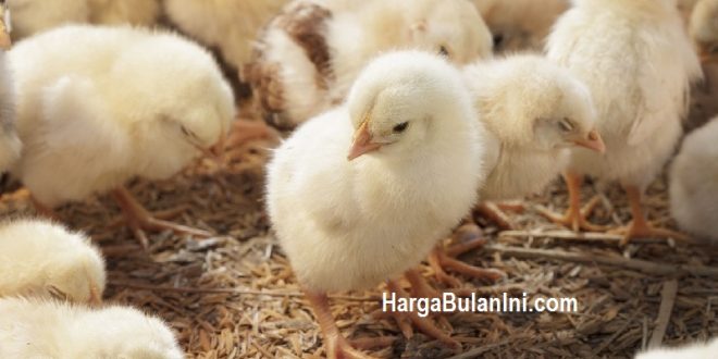 Harga DOC Ayam Potong Terbaru, Price Bibit Saat Ini