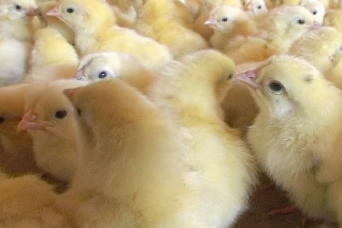 Harga DOC Ayam Potong Terbaru