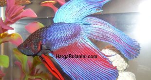 Harga Ikan Cupang Per Ekor Terbaru