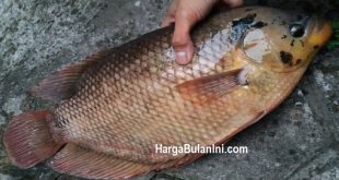 Harga Ikan Gurame Per Kg Terbaru