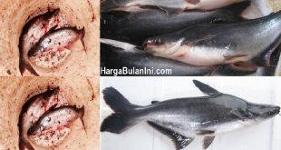 Harga Ikan Patin Per Kg Terbaru