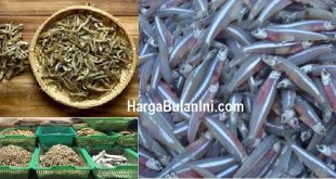 Harga Ikan Teri Per Kg Terbaru Saat Ini