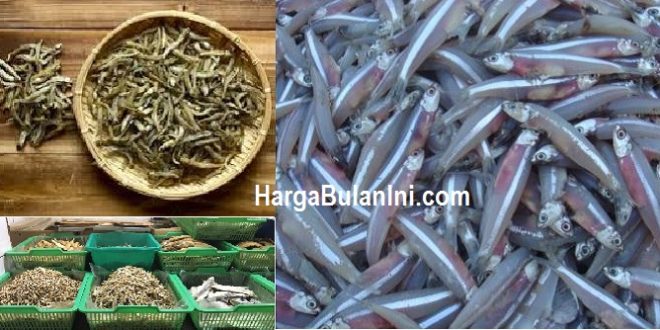 Harga Ikan Teri Per Kg Terbaru Saat Ini