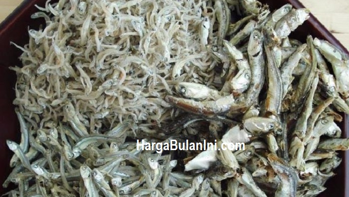 Harga Ikan Teri Per Kg Terbaru