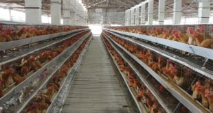 Harga Pakan Ayam Petelur Terbaru