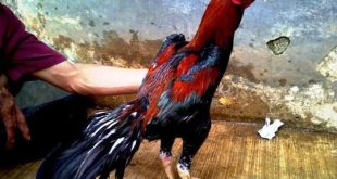 Update Harga Ayam Bangkok Terbaru