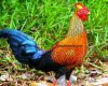Update Harga Ayam Hutan Asli Terbaru Bulan Ini