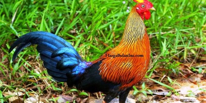 Update Harga Ayam Hutan Asli Terbaru Bulan Ini