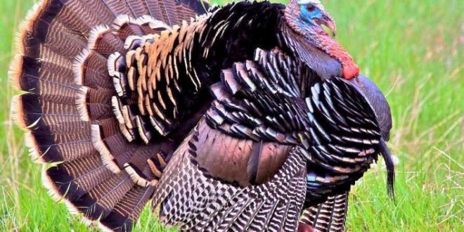 Update Harga Ayam Kalkun Terbaru Bulan Ini