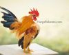 Update Harga Ayam Kate Terbaru Bulan Ini