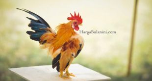 Update Harga Ayam Kate Terbaru Bulan Ini