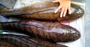 Update Harga Bibit Ikan Gabus Per Ekor Terbaru Bulan Ini