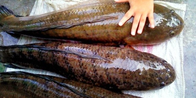 Update Harga Bibit Ikan Gabus Per Ekor Terbaru Bulan Ini