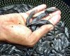 Harga Bibit Ikan Lele per Ekor Terbaru