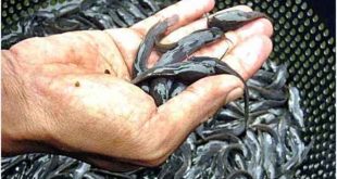 Update Harga Bibit Ikan Lele Per Ekor Terbaru