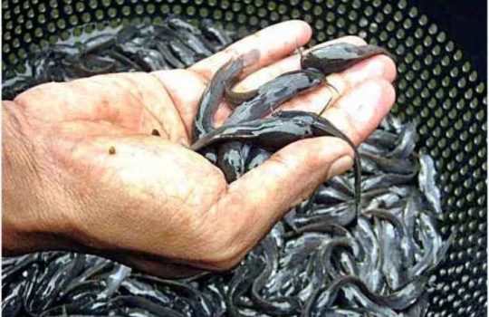 Update Harga Bibit Ikan Lele Per Ekor Terbaru