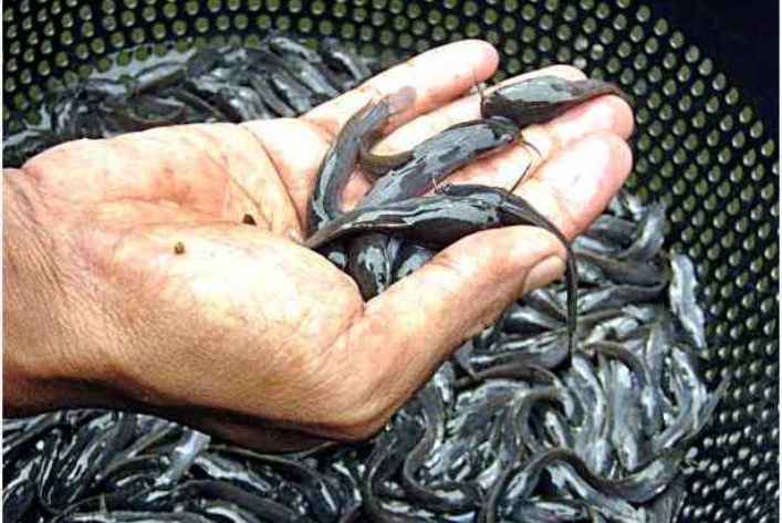 harga bibit ikan lele per ekor terbaru maret 2018 harga bibit ikan lele per ekor terbaru maret 2018