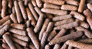 Update Harga Cabe Jamu Kering Per Kg Terbaru
