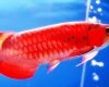 Update Harga Ikan Arwana Terbaru Bulan Ini