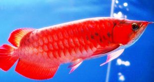 Update Harga Ikan Arwana Terbaru Bulan Ini