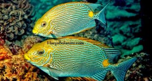 Update Harga Ikan Baronang Terbaru Minggu Ini