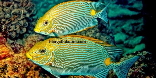 Update Harga Ikan Baronang Terbaru Minggu Ini