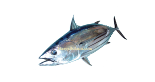 Update Harga Ikan Cakalang Per KG Terbaru Minggu Ini